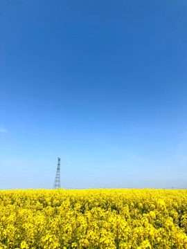 なの花めいろ