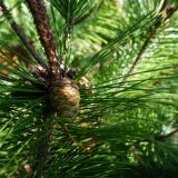 メイワ未来の森　秋の保育活動を行いました！