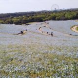 こどもの日に国営ひたち海浜公園に行ってみた