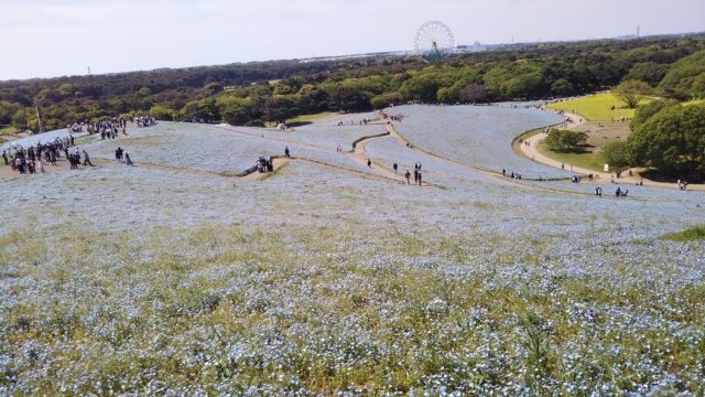 見晴らしの丘
