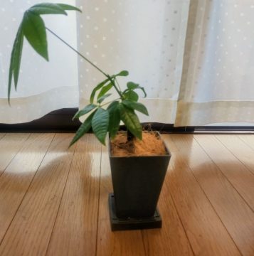 パキラ