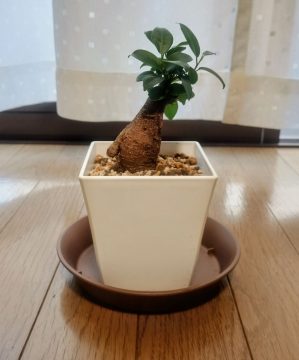 ガジュマル