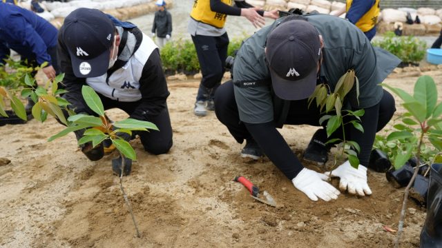 苗植え